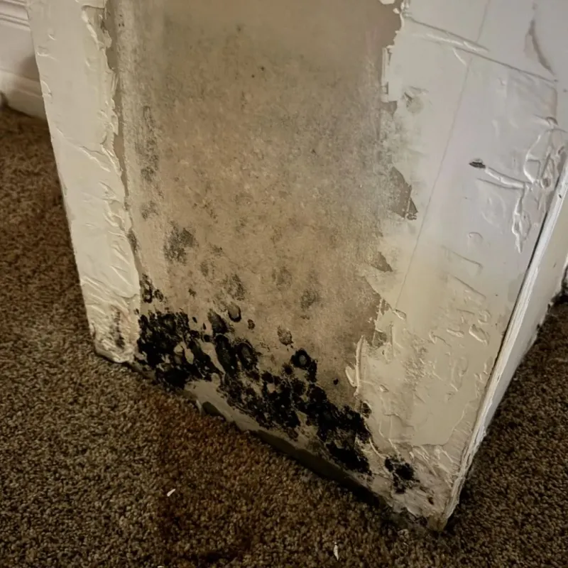 Professional Mold Removal in Delmont, PA